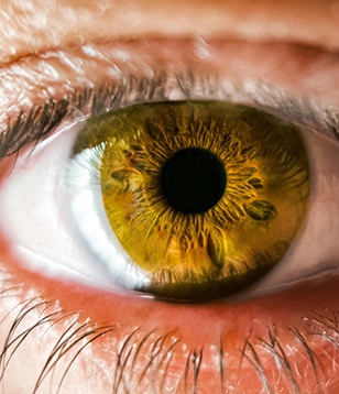 Koi Vision Eye Care